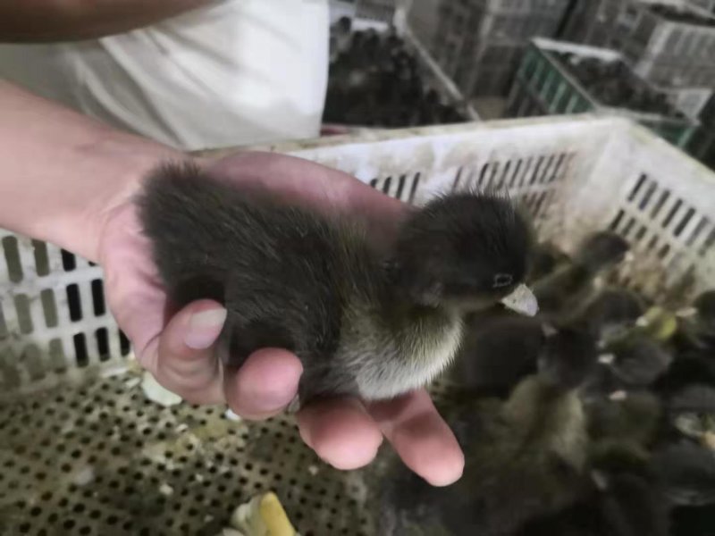 金锭鸭苗金锭蛋鸭苗
