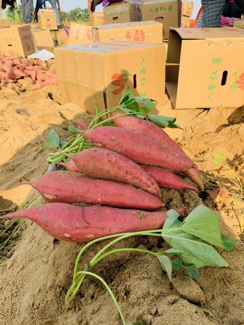 六鳌沙地红蜜薯西瓜红、红薯精品小果品质优美，