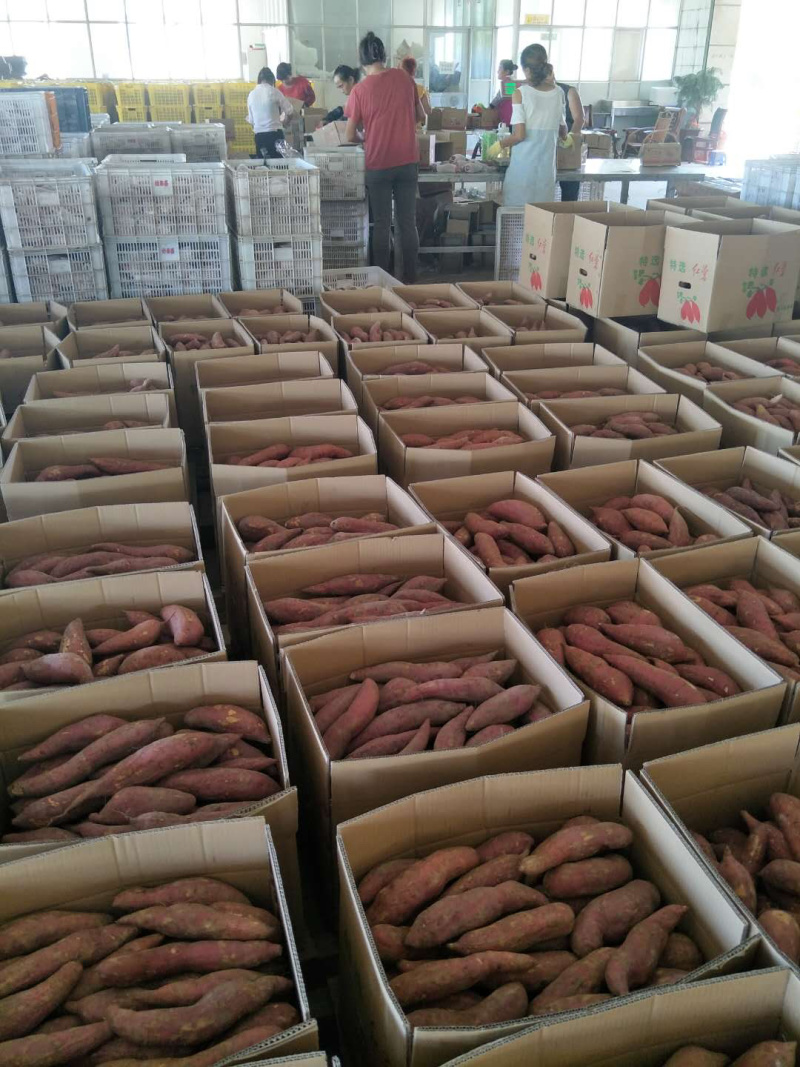 六鳌沙地红蜜薯西瓜红、红薯精品小果品质优美，