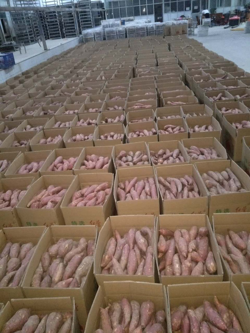 六鳌沙地红蜜薯西瓜红、红薯精品小果品质优美，