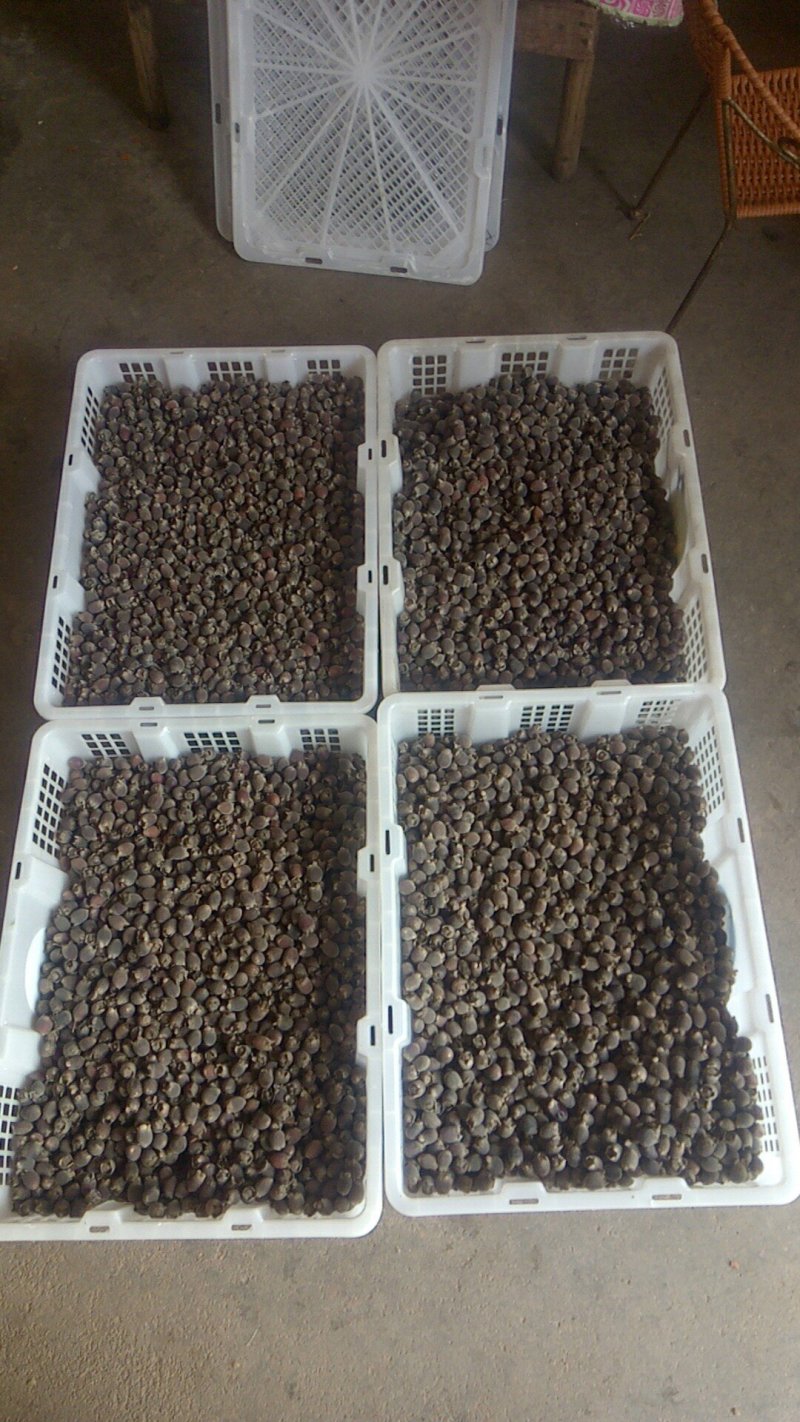 新鲜出炉的桃金娘果又名多尼山稔子产地直发，只发当天货