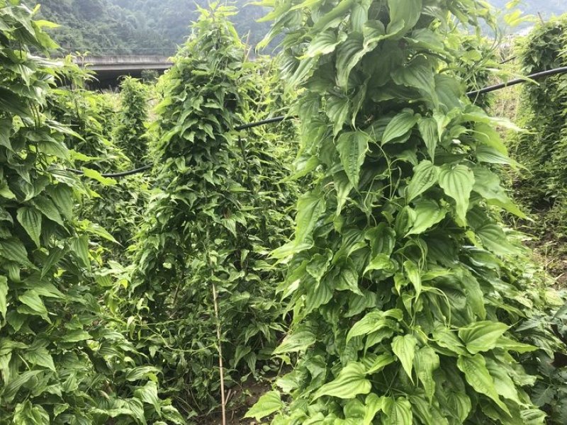 百部苗对叶大百部种苗高产优质提供技术包回收