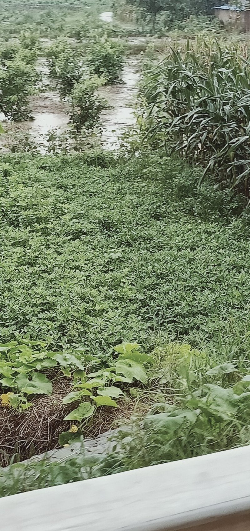 黄豆