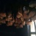 重庆市奉节县辉茂腊肉批