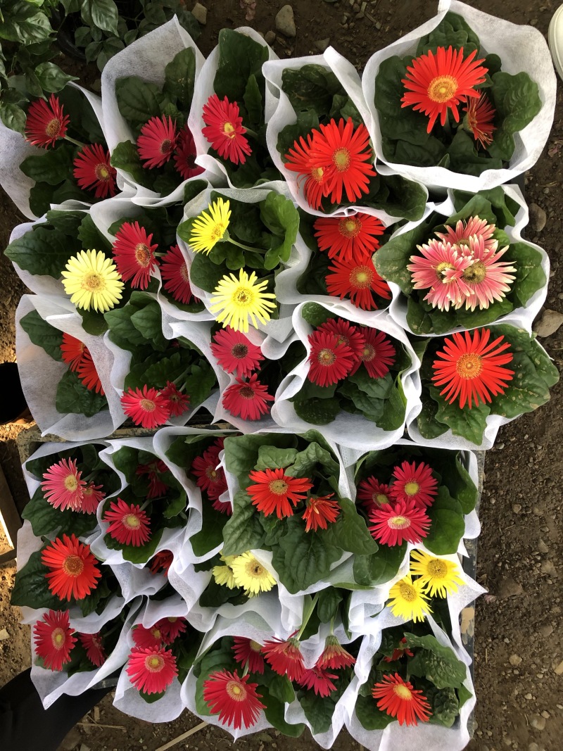 非洲菊，质量好的130杯非洲菊，可租摆绿化，青州花卉基地