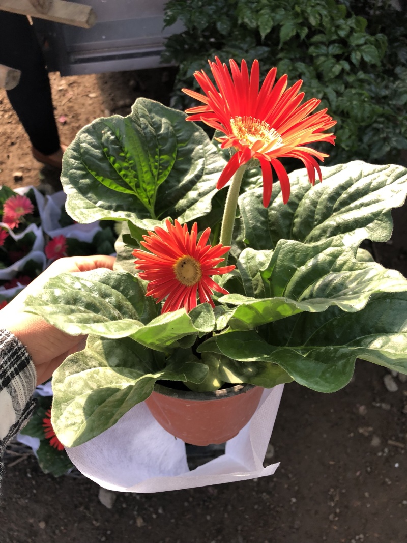 非洲菊，质量好的130杯非洲菊，可租摆绿化，青州花卉基地