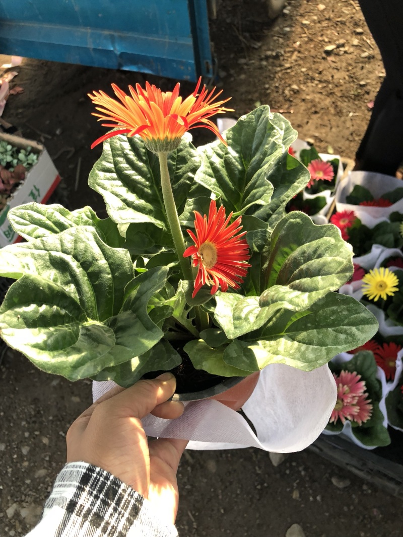 非洲菊，质量好的130杯非洲菊，可租摆绿化，青州花卉基地