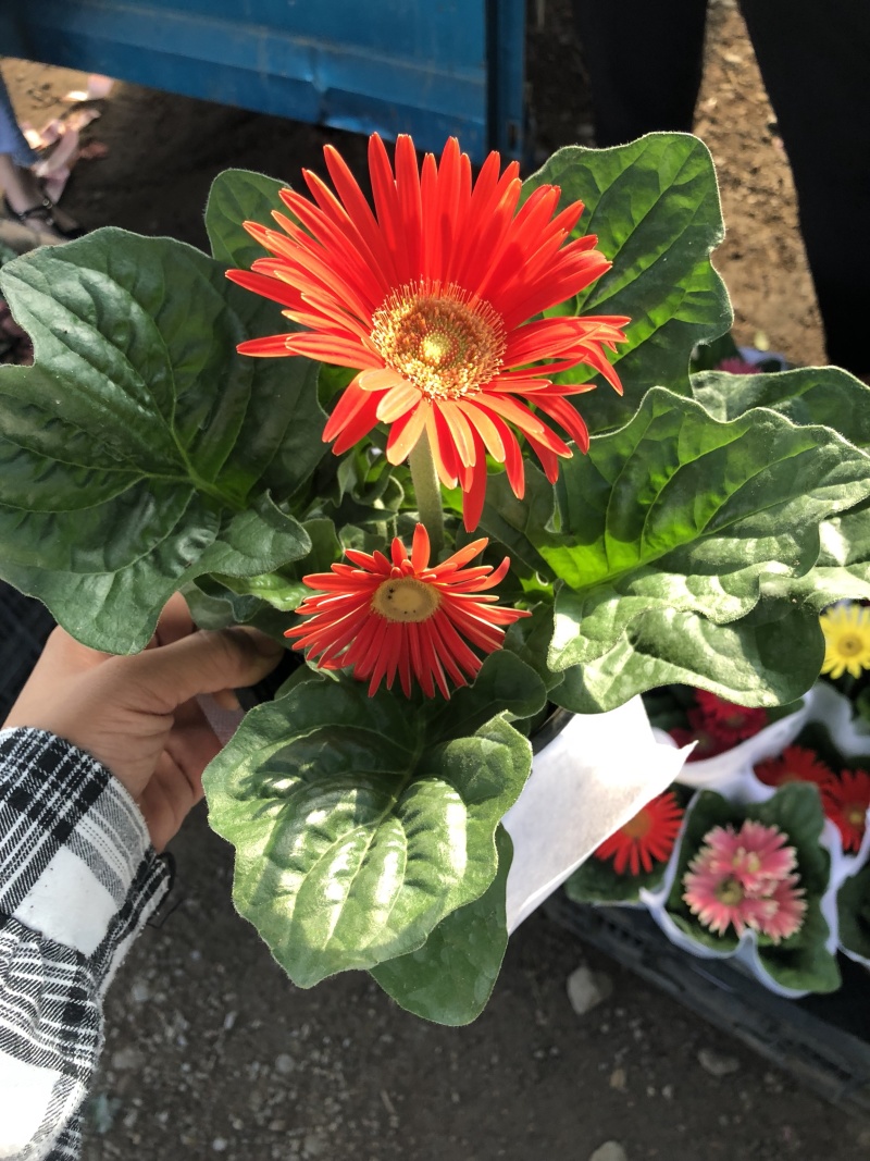非洲菊，质量好的130杯非洲菊，可租摆绿化，青州花卉基地