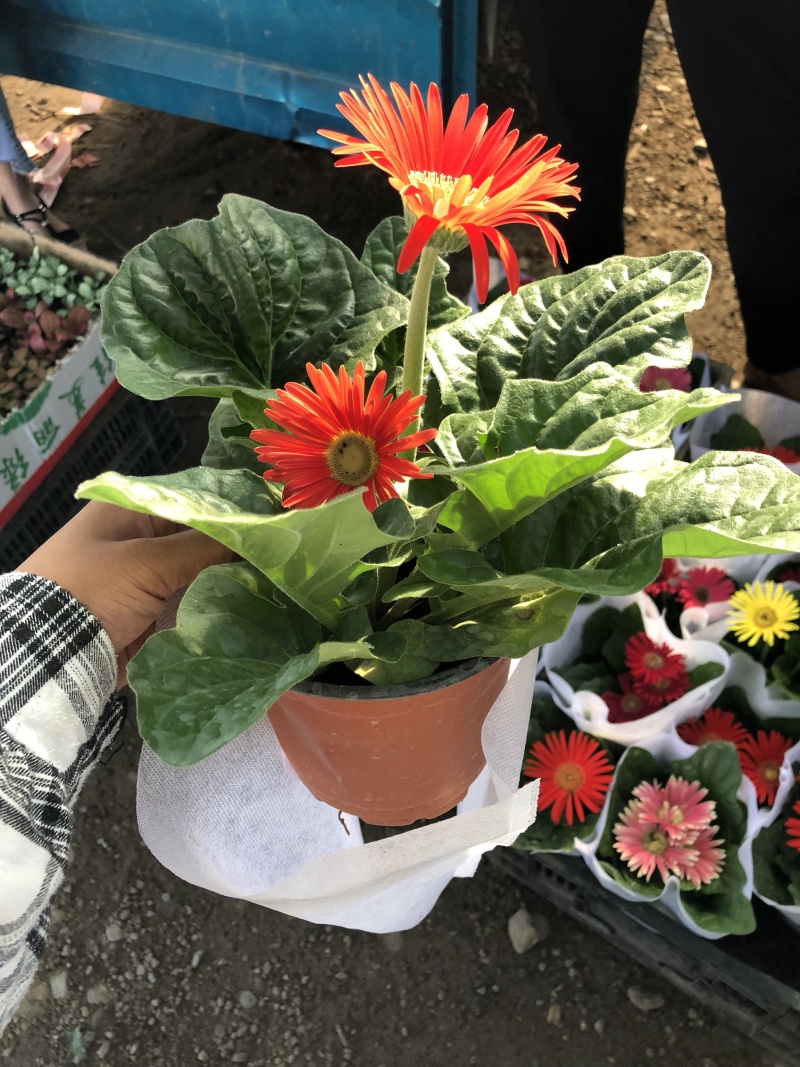 非洲菊，质量好的130杯非洲菊，可租摆绿化，青州花卉基地