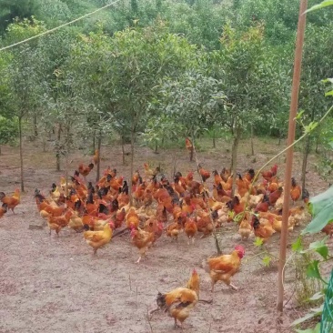 苗木基地桂花树还有土鸡出售