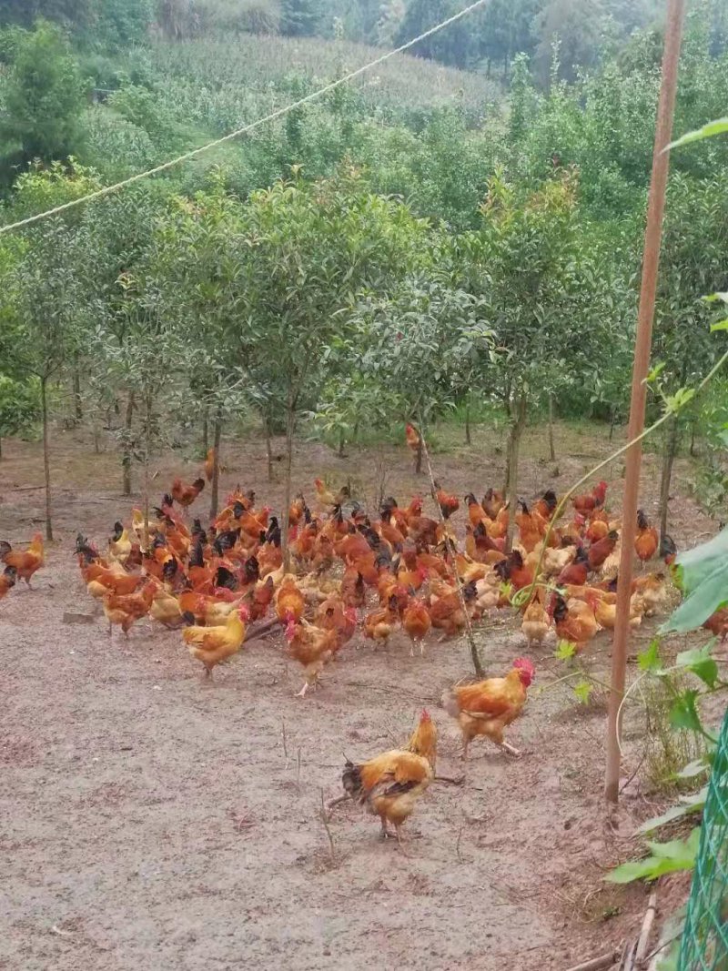 苗木基地桂花树还有土鸡出售