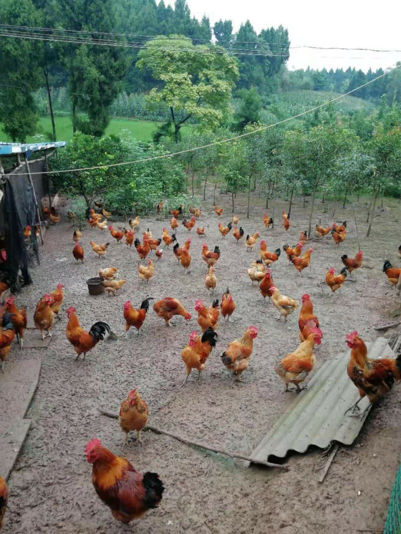 苗木基地桂花树还有土鸡出售