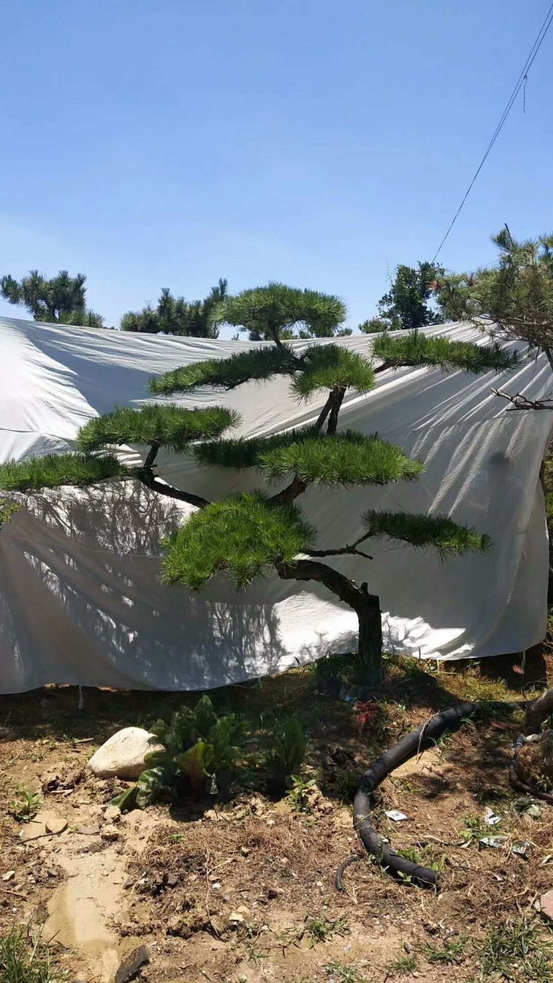 造型松，出售各种规格造型松，欢迎进店联系
