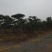 造型松，出售各种规格造型松，欢迎进店联系
