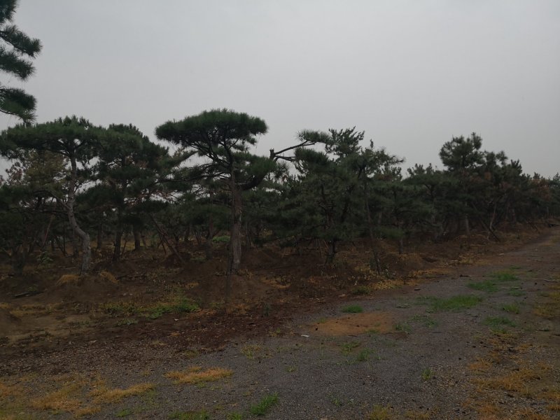造型松，出售各种规格造型松，欢迎进店联系