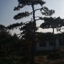 造型松，出售各种规格造型松，欢迎进店联系