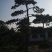 造型松，出售各种规格造型松，欢迎进店联系