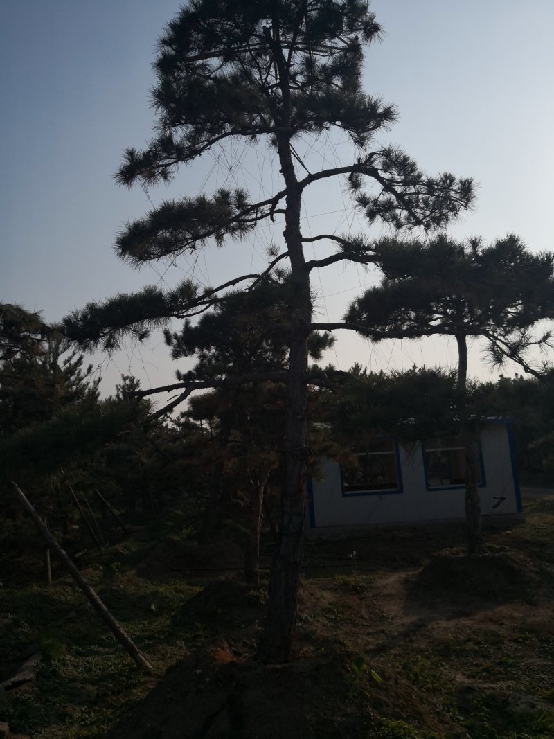 造型松，出售各种规格造型松，欢迎进店联系