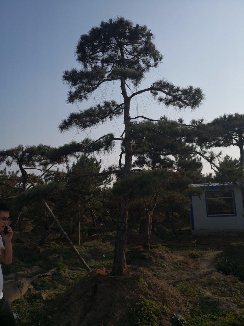 造型松，出售各种规格造型松，欢迎进店联系