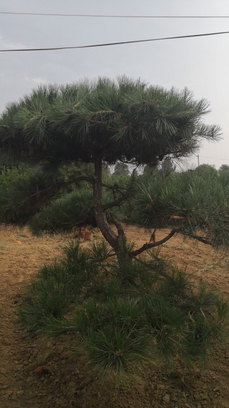 造型松，出售各种规格造型松，欢迎进店联系