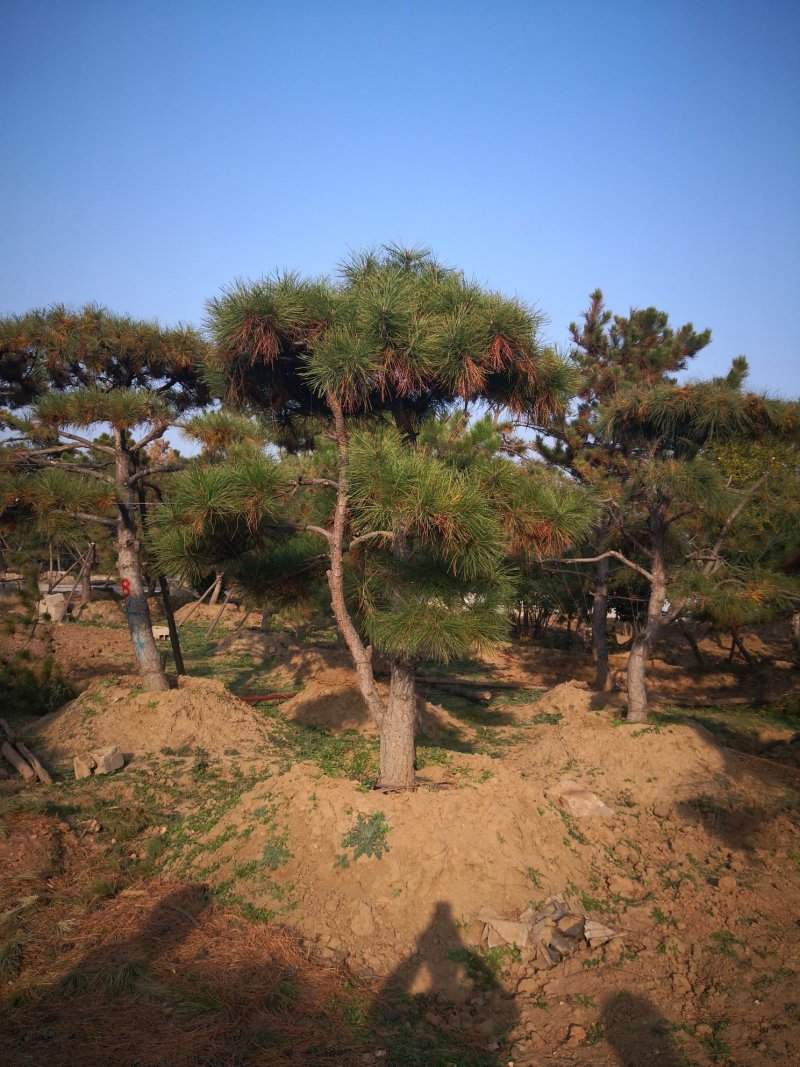 造型松，出售各种规格造型松，欢迎进店联系