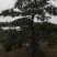 造型松，出售各种规格造型松，欢迎进店联系
