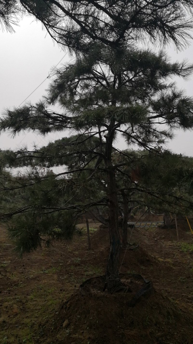 造型松，出售各种规格造型松，欢迎进店联系