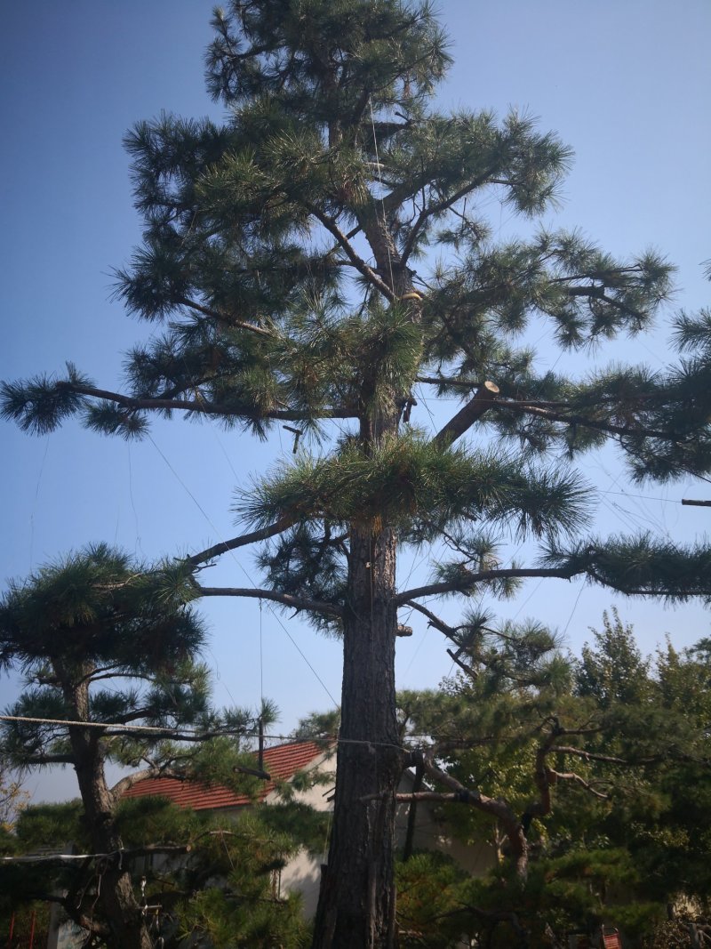 造型松，出售各种规格造型松，欢迎进店联系