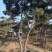 造型松，出售各种规格造型松，欢迎进店联系