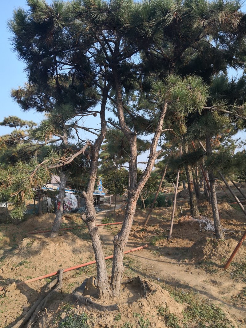 造型松，出售各种规格造型松，欢迎进店联系