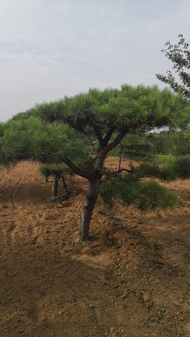 造型松，出售各种规格造型松，欢迎进店联系