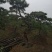 造型松，出售各种规格造型松，欢迎进店联系