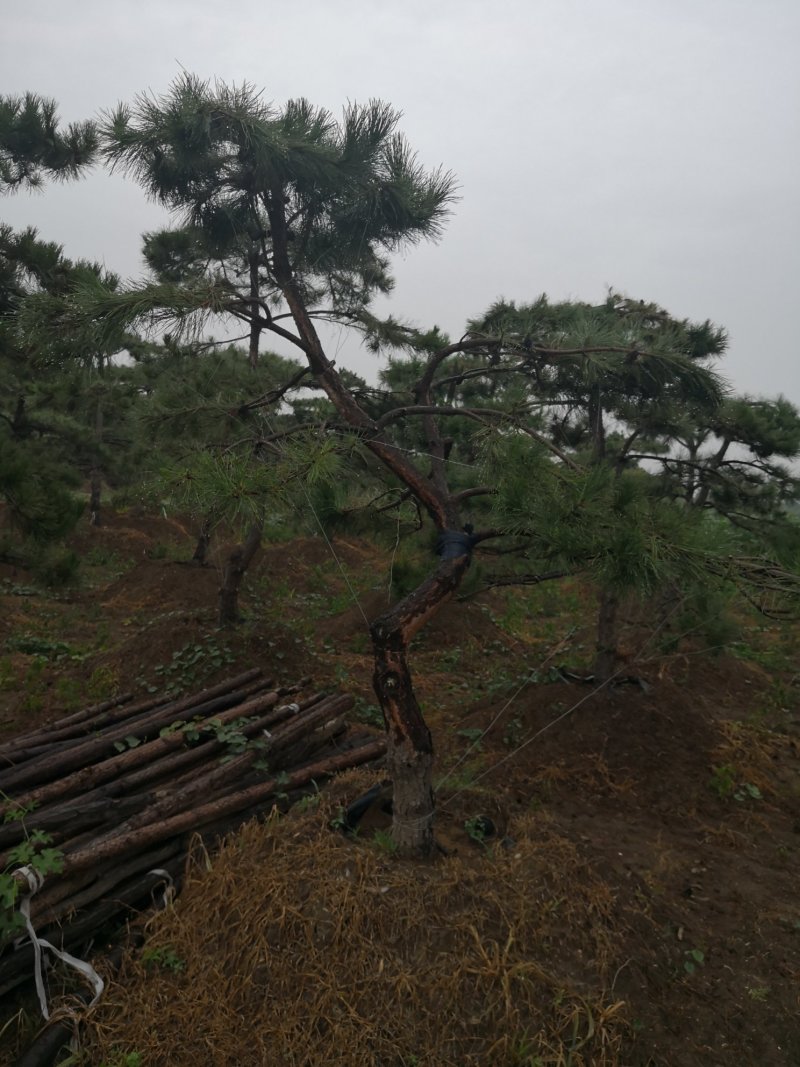 造型松，出售各种规格造型松，欢迎进店联系