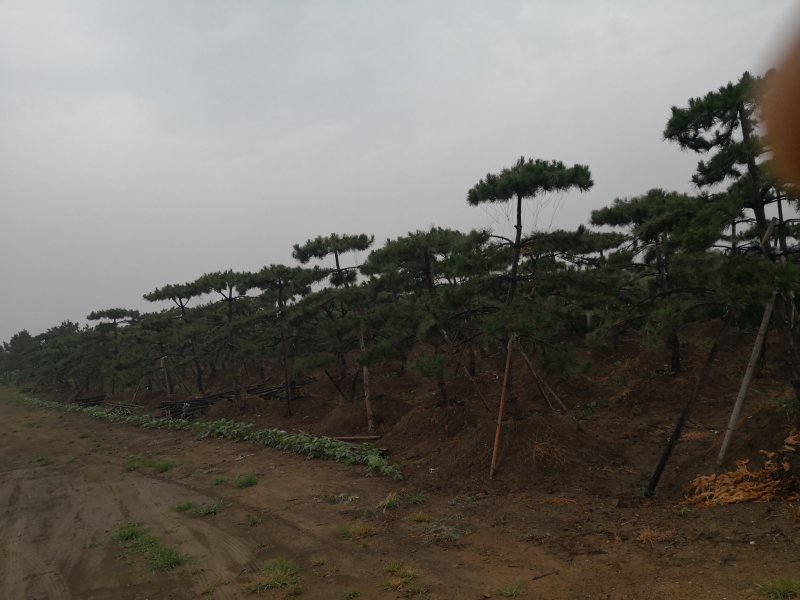 造型松，出售各种规格造型松，欢迎进店联系
