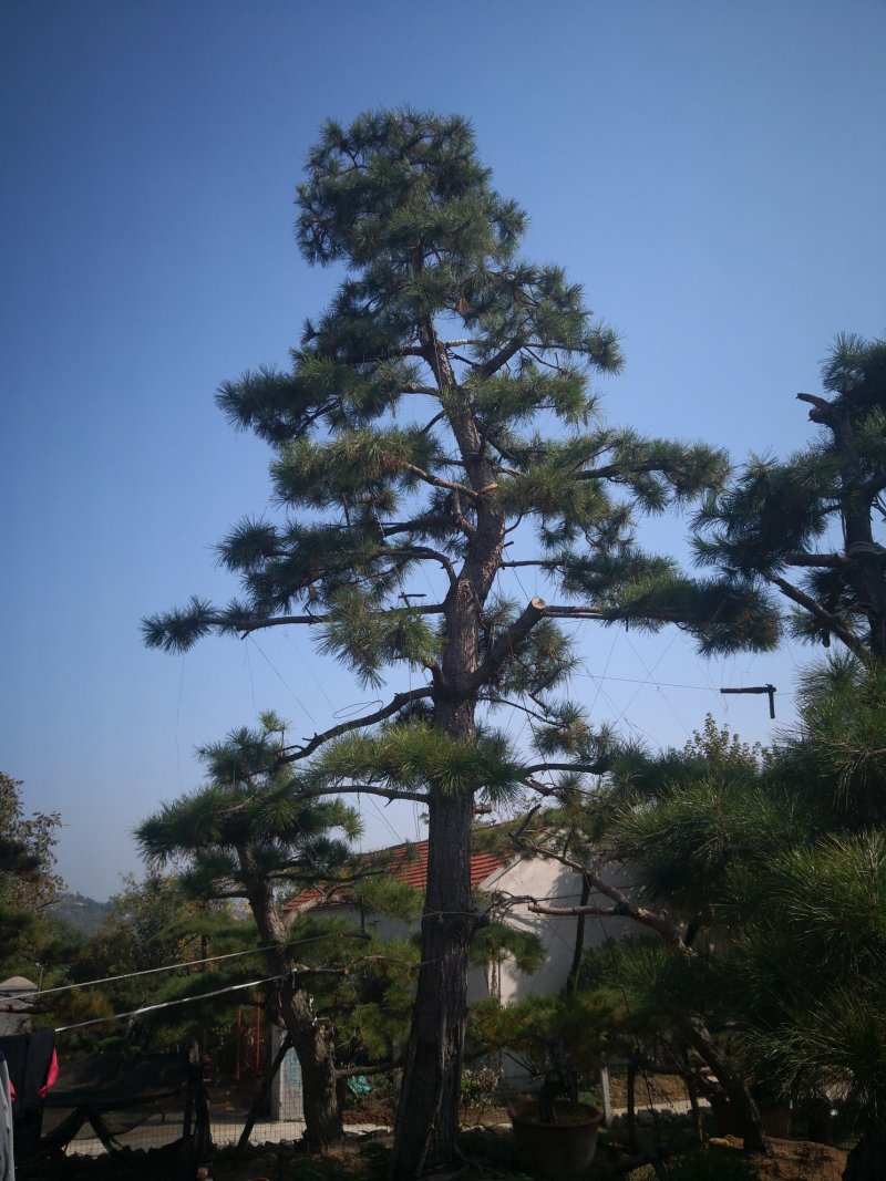 造型松，出售各种规格造型松，欢迎进店联系