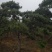 造型松，出售各种规格造型松，欢迎进店联系