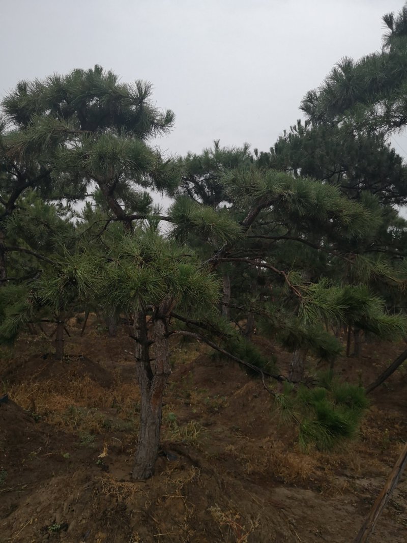 造型松，出售各种规格造型松，欢迎进店联系