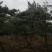 造型松，出售各种规格造型松，欢迎进店联系
