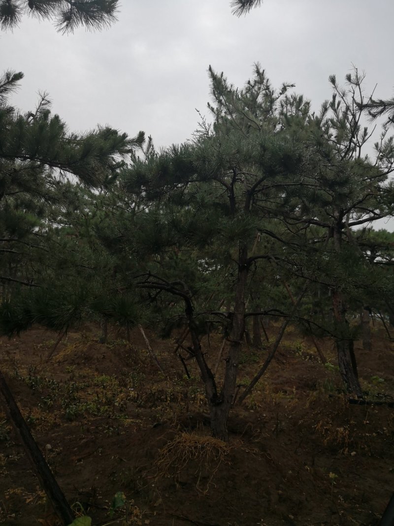 造型松，出售各种规格造型松，欢迎进店联系