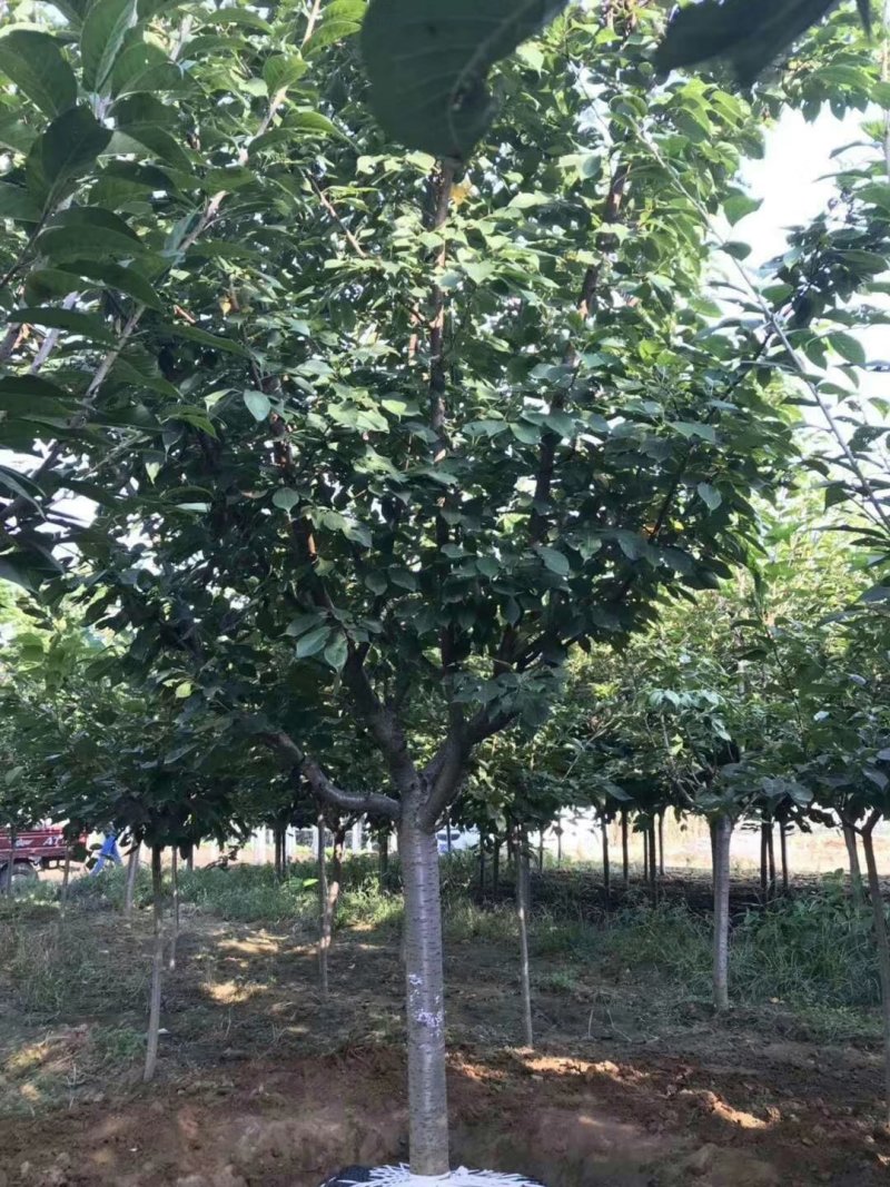 樱花树，各种规格都有，4-15公分。