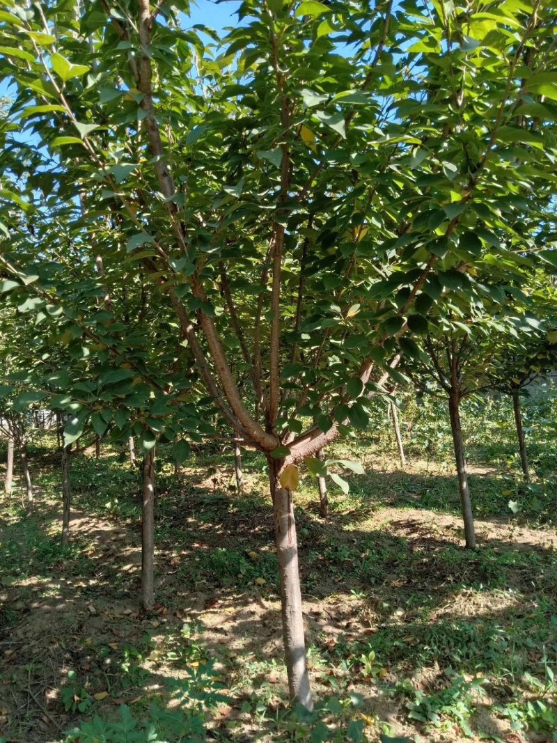 樱花树，各种规格都有，4-15公分。