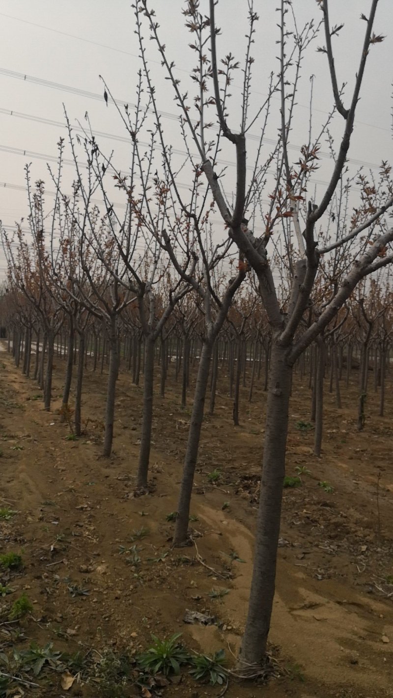 樱花树，各种规格都有，4-15公分。