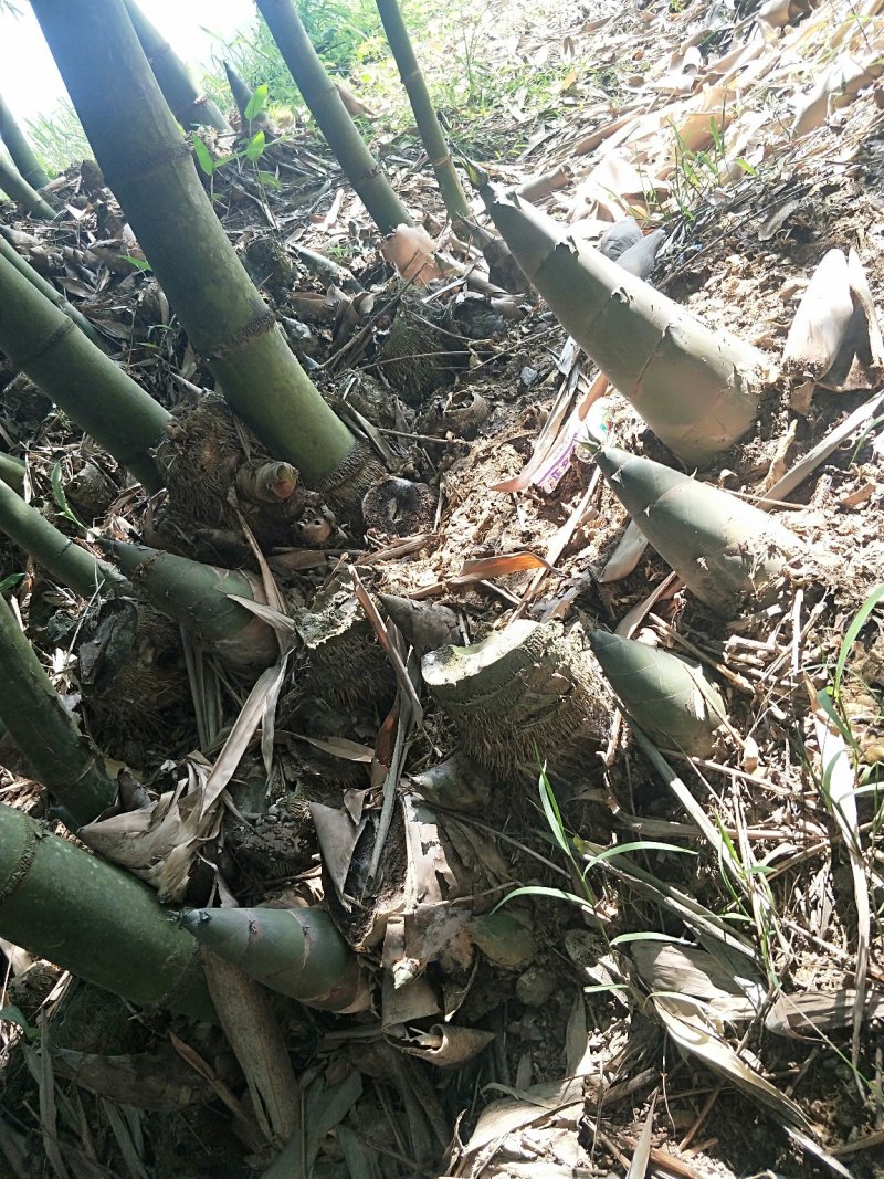 农家野生竹笋干笋丝笋尖农家笋干货广西特产田林八渡笋干笋片