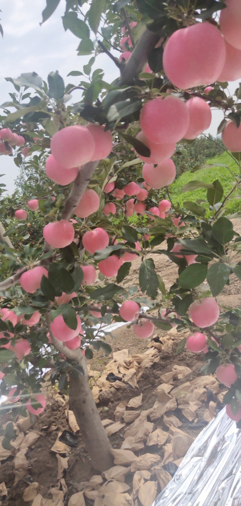 辽宁嘎啦苹果大量出售中