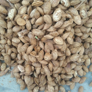 新疆薄皮巴旦木原味生料适合加工产地直销