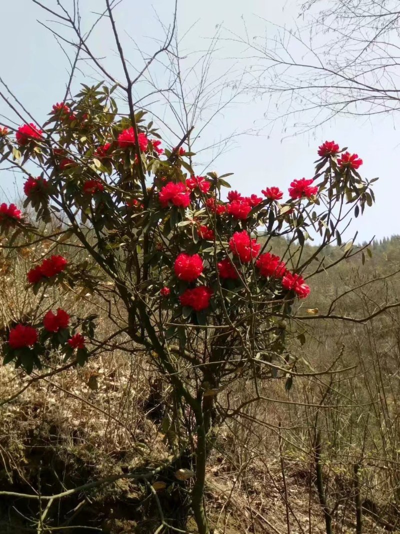 映山红苗