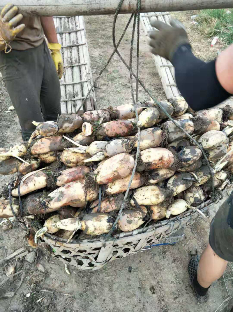 优质莲藕，塘藕，田藕，藕种。粉藕。颜色白，藕型圆。