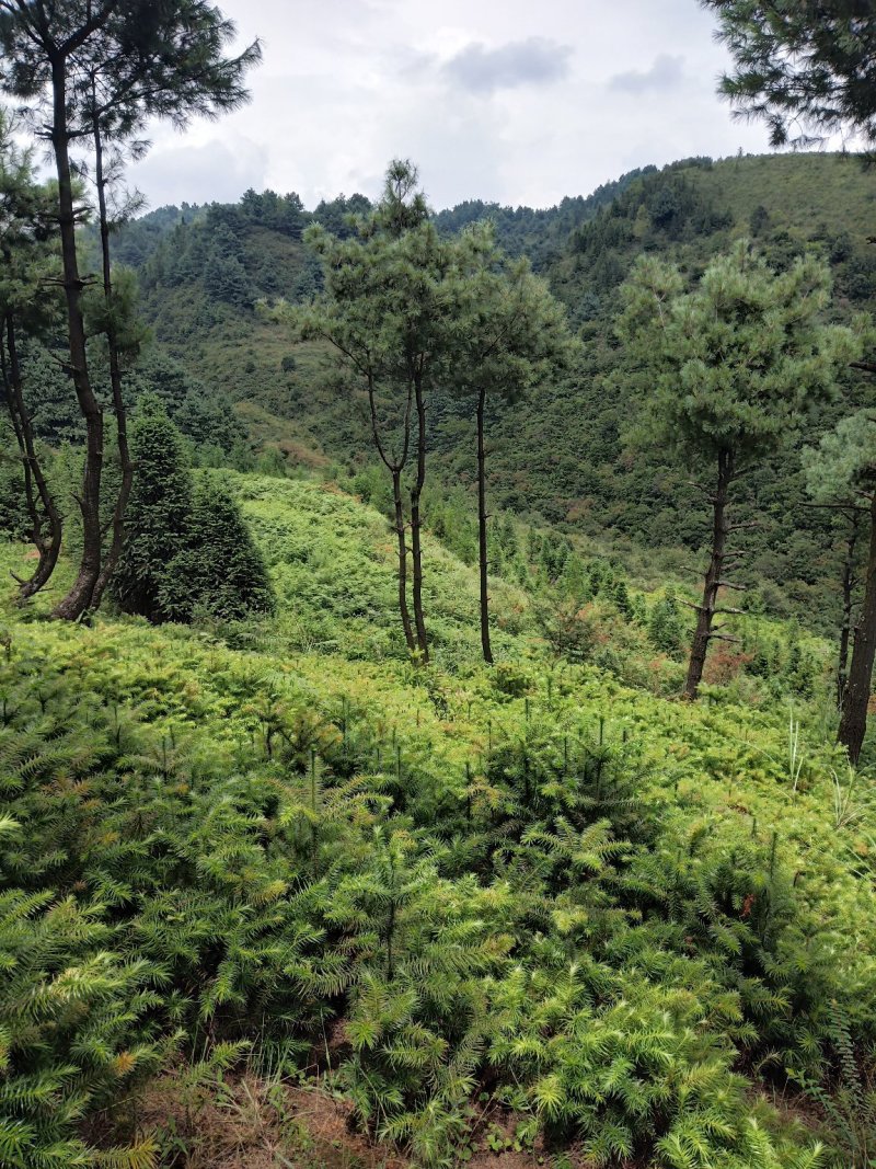 自家苗圃常年供应杉木柳杉苗