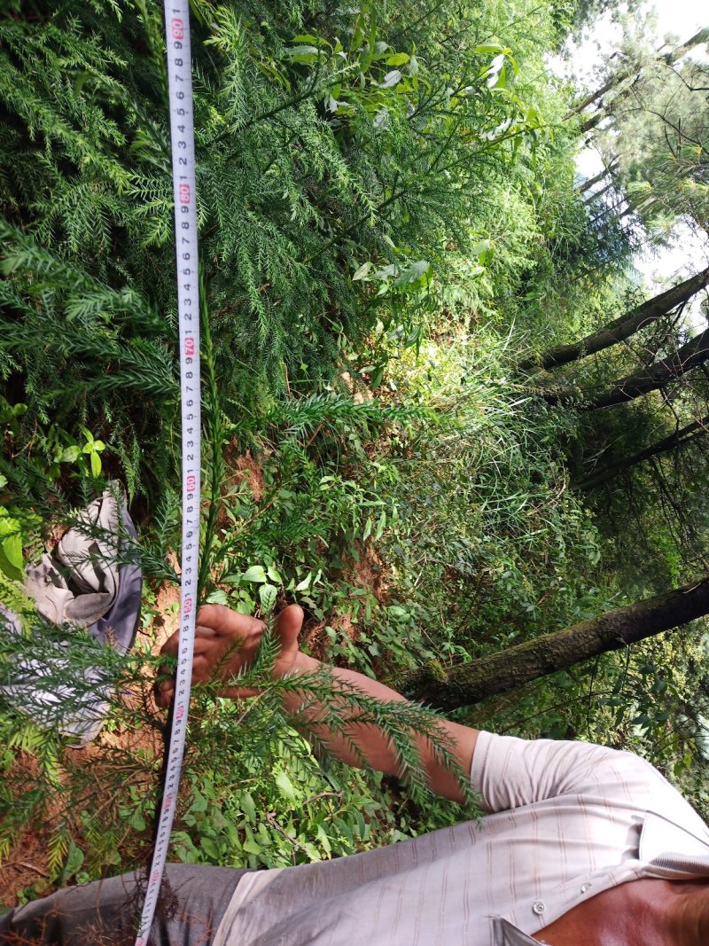 自家苗圃常年供应杉木柳杉苗