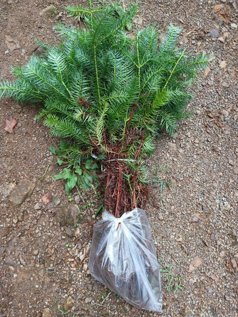 自家苗圃常年供应杉木柳杉苗